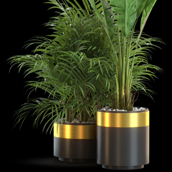 Plants collection 638