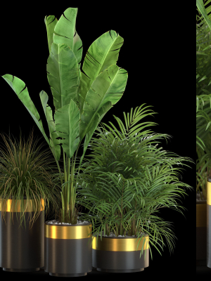 Plants collection 638
