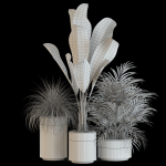 Plants collection 638