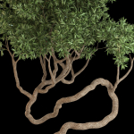Plants collection 640