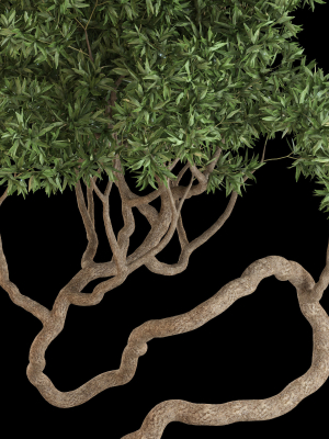 plants-collection-640-3d-model-max-obj-fbx-c4d-blend