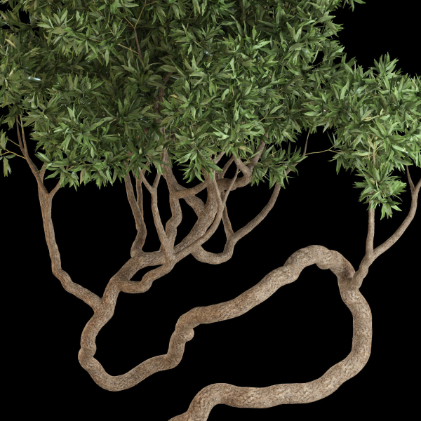Plants collection 640
