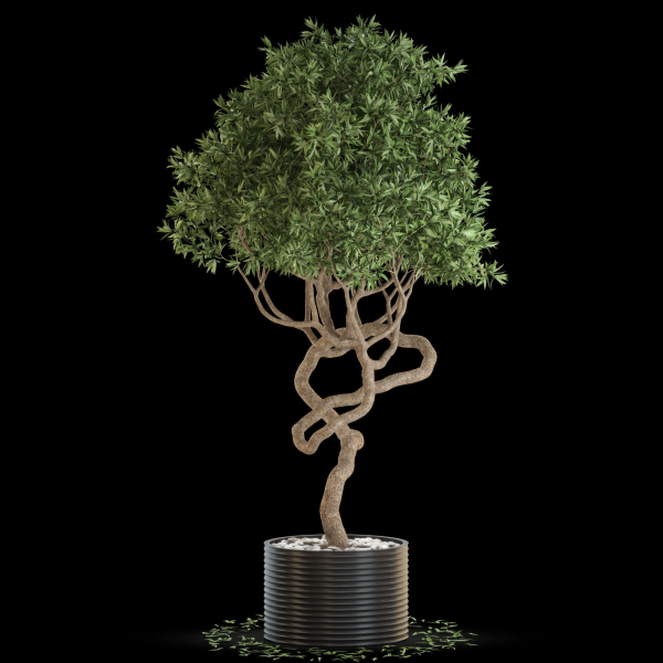 Plants collection 640