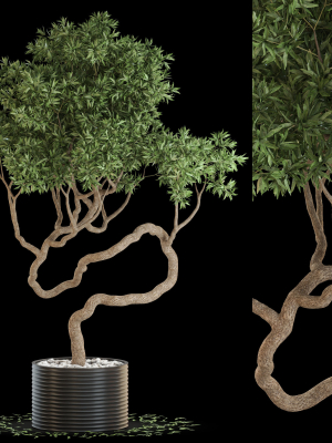 Plants collection 640