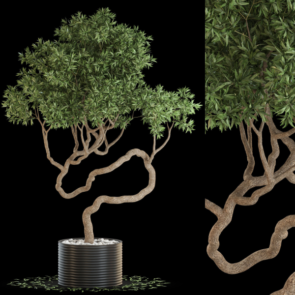 Plants collection 640