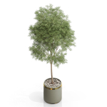 Plants collection 648