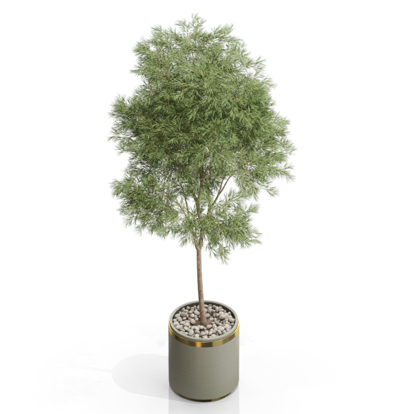 Plants collection 648