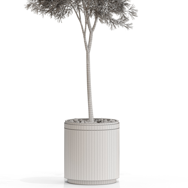 Plants collection 648
