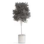 Plants collection 648