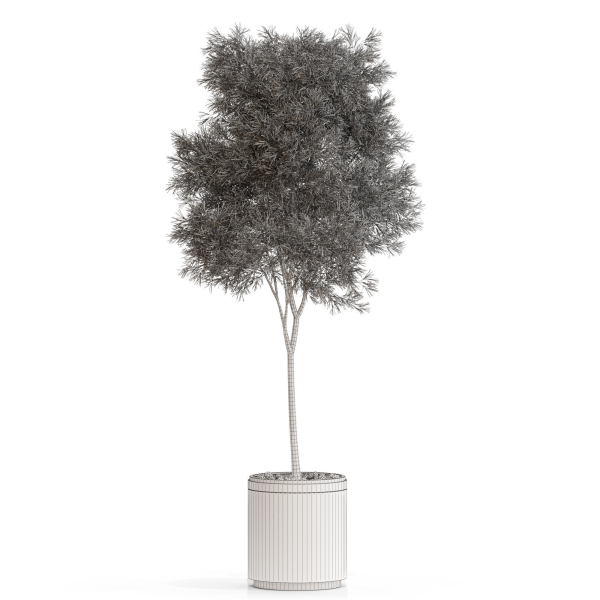 Plants collection 648