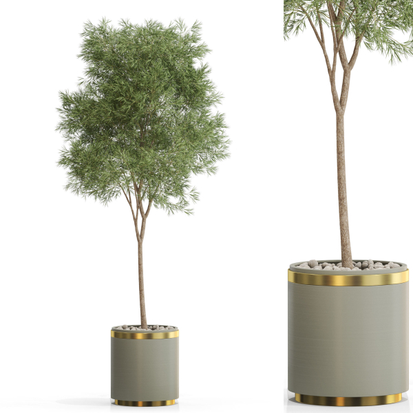 Plants collection 648