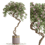 Plants collection 650