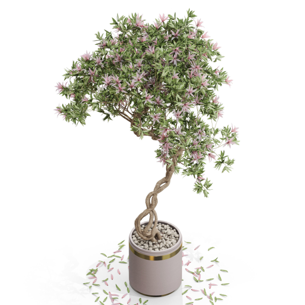 Plants collection 650