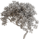 Plants collection 650