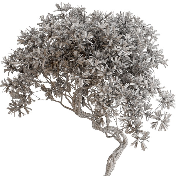 Plants collection 650