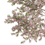 Plants collection 655