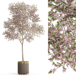 Plants collection 655