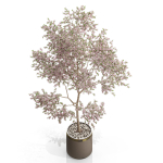 Plants collection 655