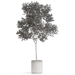 Plants collection 655