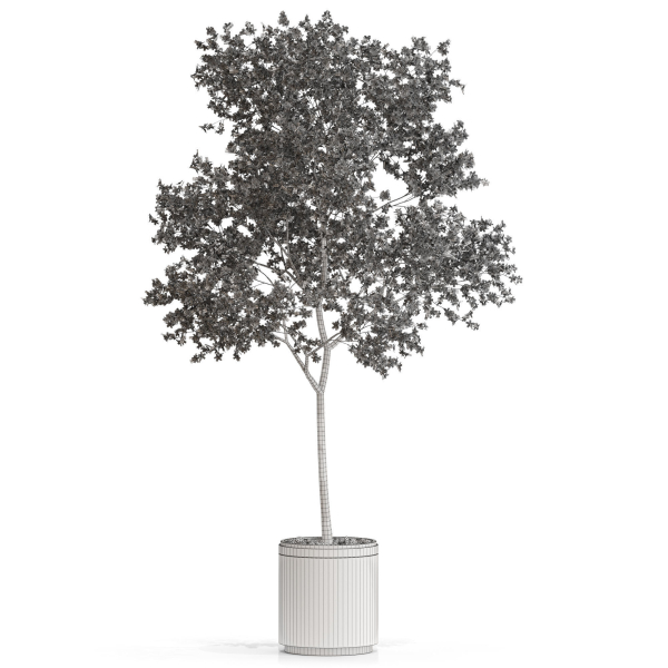 Plants collection 655