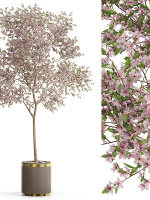 Plants collection 655