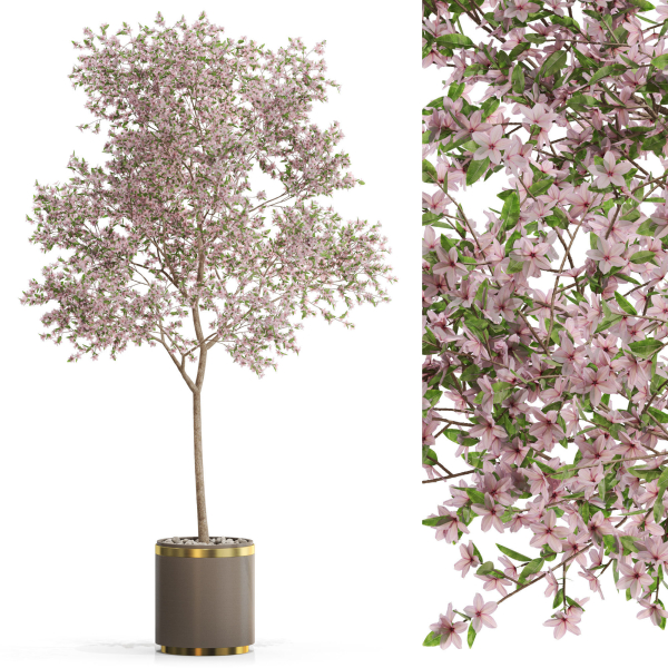 Plants collection 655