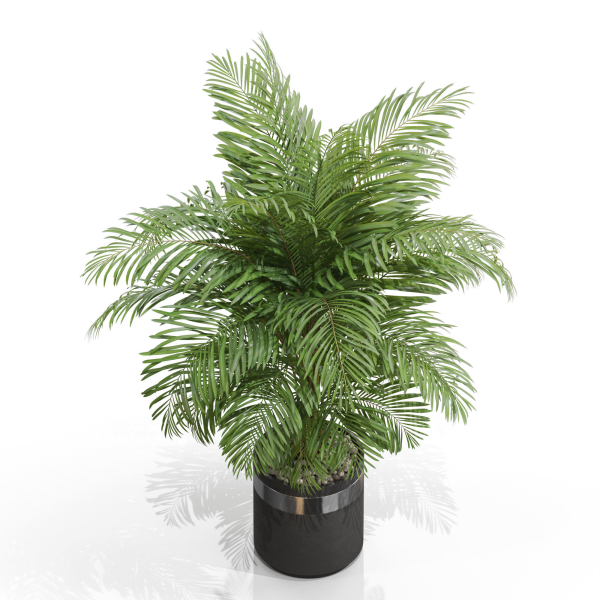 Plants collection 661