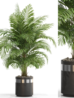 Plants collection 661
