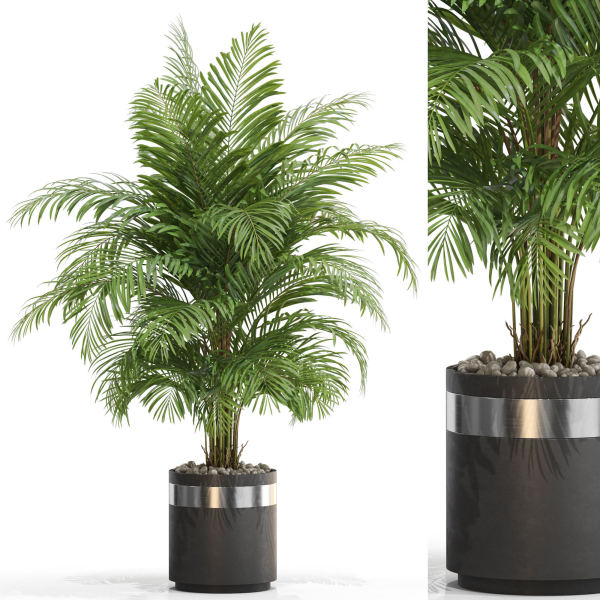 Plants collection 661