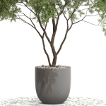 Plants collection 670