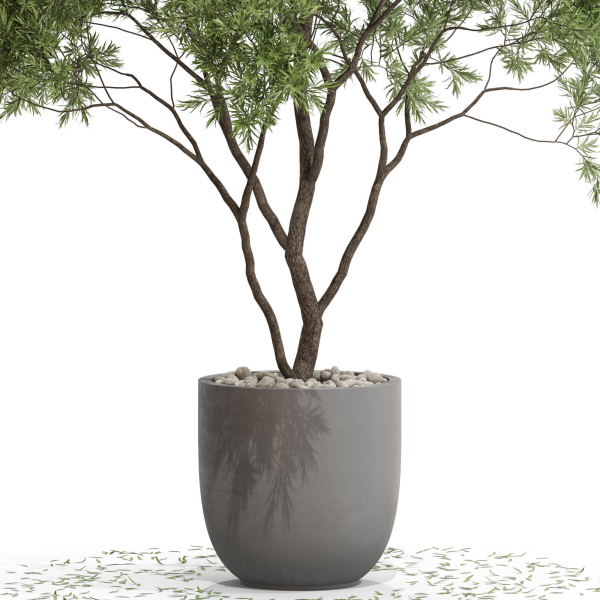 Plants collection 670
