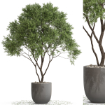Plants collection 670
