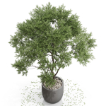 Plants collection 670