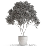 Plants collection 670