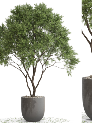 Plants collection 670