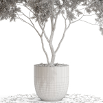 Plants collection 670