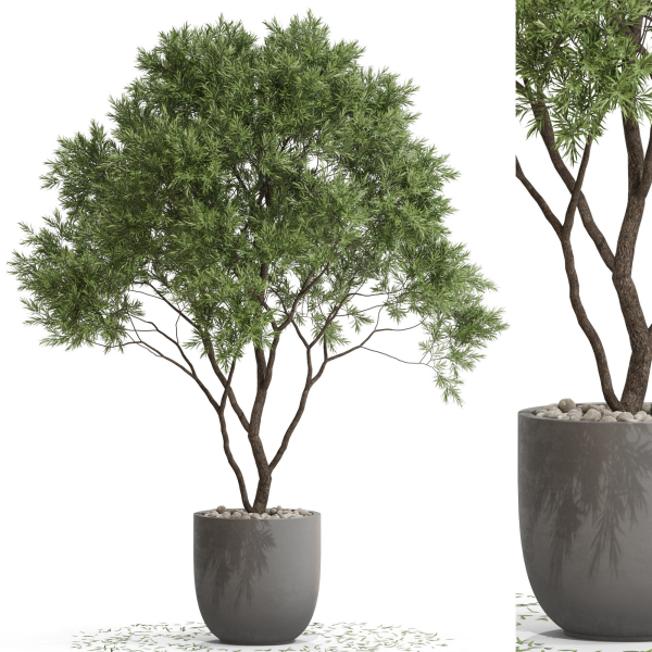 Plants collection 670