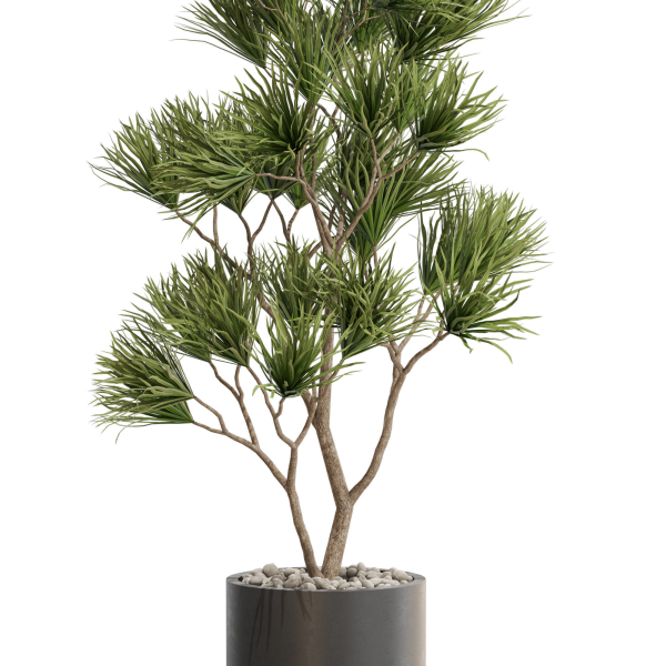 Plants collection 678