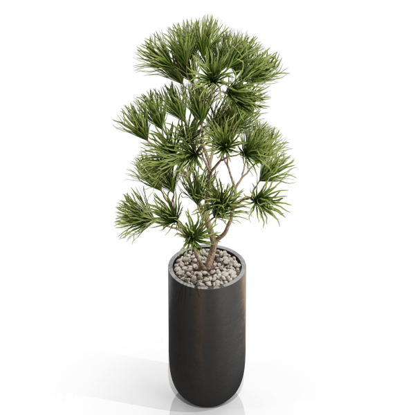Plants collection 678