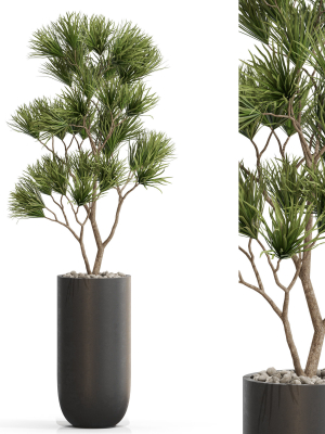 Plants collection 678