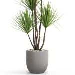 Plants collection 683
