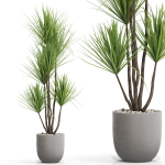 Plants collection 683