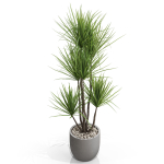 Plants collection 683