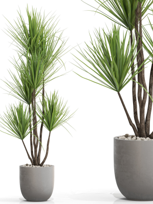 Plants collection 683