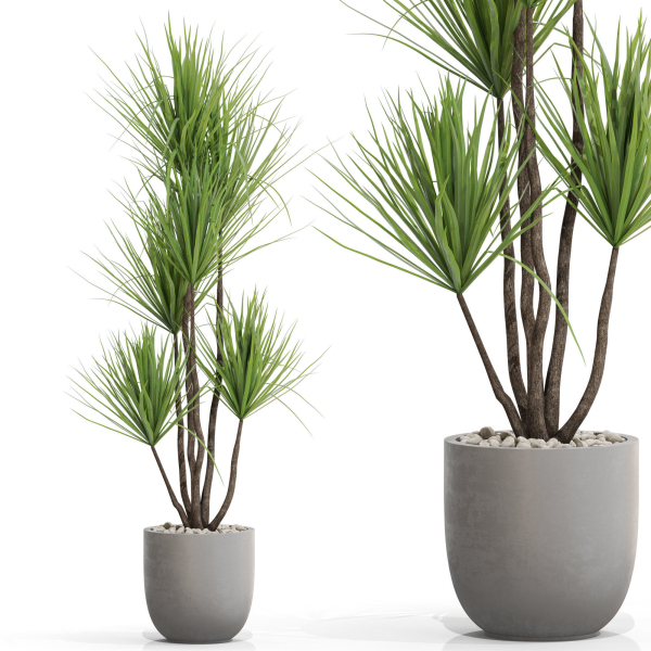Plants collection 683