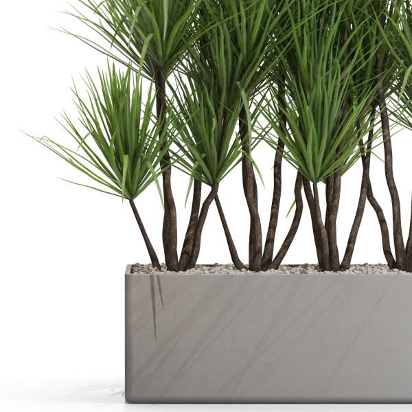 Plants collection 684