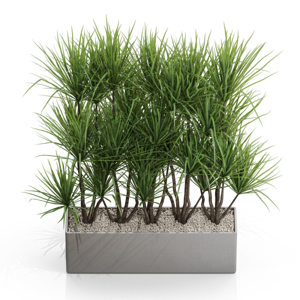 Plants collection 684
