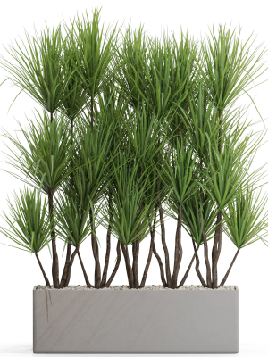Plants collection 684