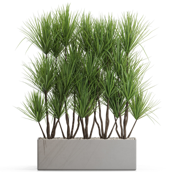 Plants collection 684