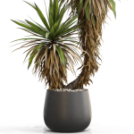 Plants collection 688